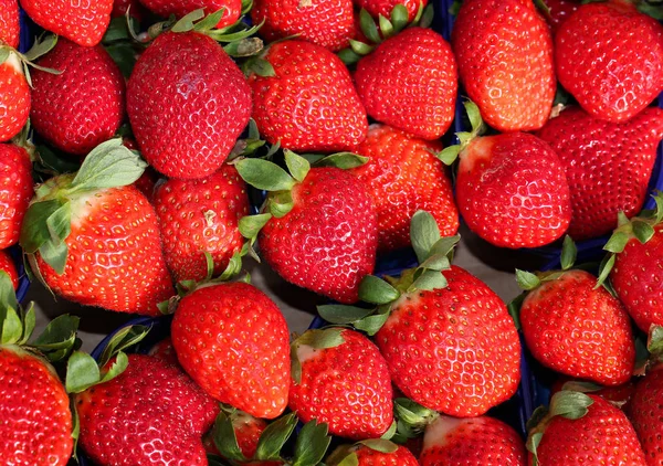 Fresas rojas maduras para la venta en el verdulero —  Fotos de Stock
