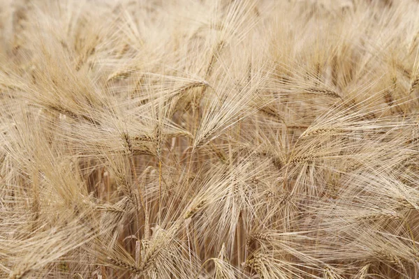 在耕地成熟麦穗的惊人背景 — 图库照片