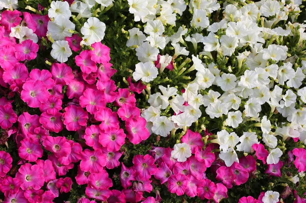 Fundos de flores petúnias brancas e rosa — Fotografia de Stock