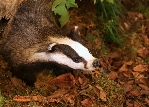 Skunk nebo tchoř v lese na podzim — Stock fotografie