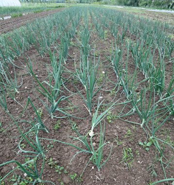 Soğanlı bitkilerin ekili alan