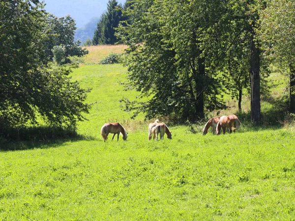 Cavalli al pascolo nel prato verde delle montagne in estate — Foto Stock