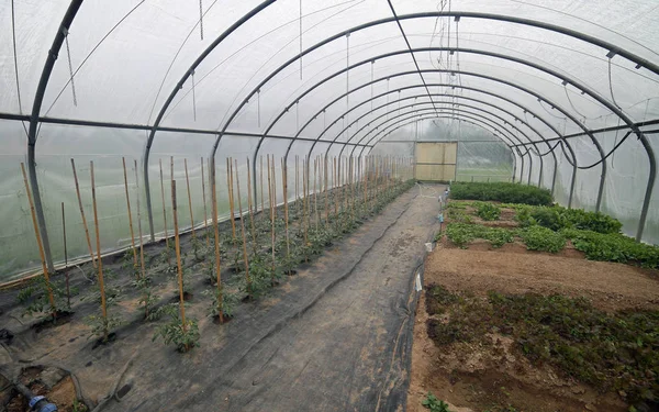 봄에서 토마토 식물을 가진 긴 온실 내부 — 스톡 사진