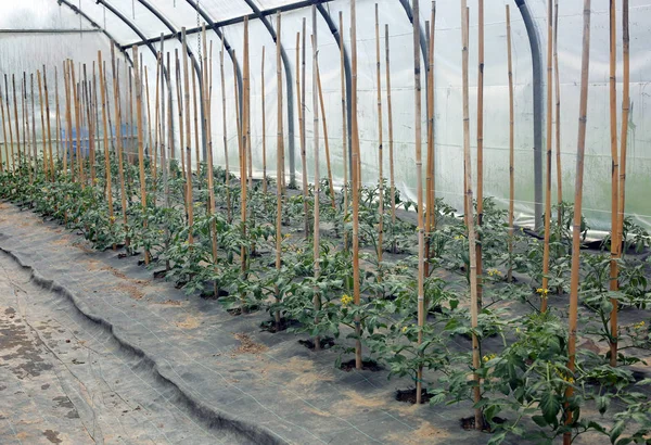 Viele kleine Tomatenpflanzen im Gewächshaus — Stockfoto