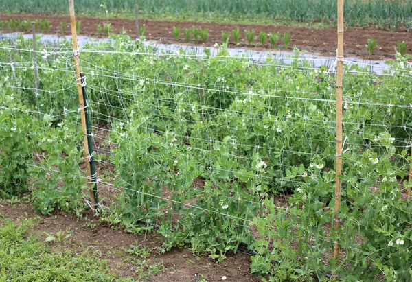 Ekologiskt jordbruk: grön växt av ärter i brett vegetagle garde — Stockfoto