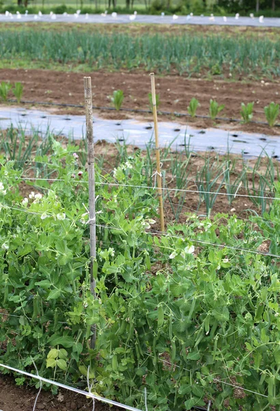 有機農業: 緑のエンドウ豆の植物 — ストック写真