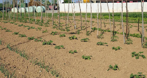 Wide vegetable garden with tomatoes plants — Stock Photo, Image