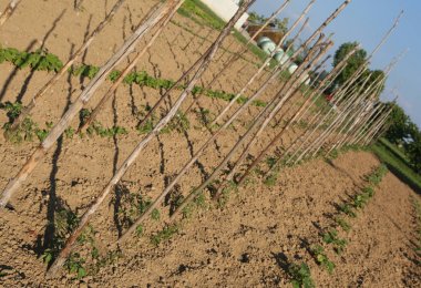 küçük domates bitkiler bahar ile büyük sebze bahçesi