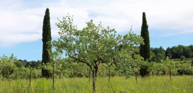 İtalya Tuscan kırsalında zeytin ağaçları dikildi