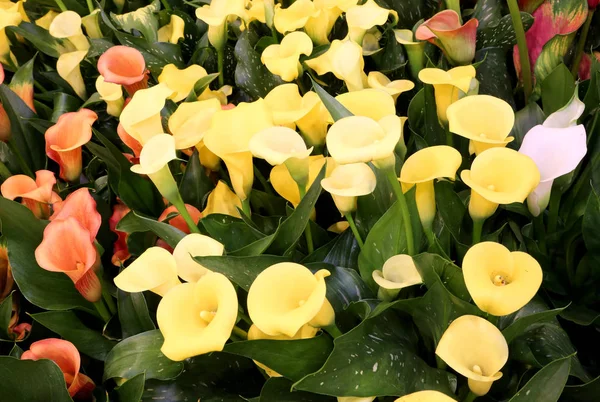 Gekleurde bloeide in calla Lentebloemen — Stockfoto