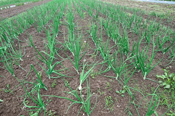 Po Ovası'nda İtalya soğan bitkilerin ekimi