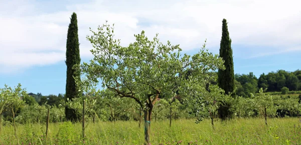 Olivträd som planterats på den toskanska landsbygden i Italien — Stockfoto