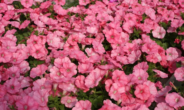 Many pink petunia flowers in spring — Stock Photo, Image