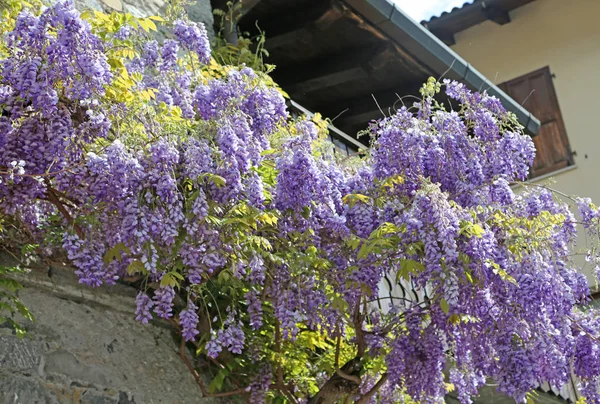 Many Flowers wisteria — Stock Photo, Image
