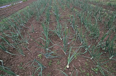 Baharda alan Po Vadisi'nde soğan bitkilerin ekili