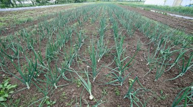 alan soğanlı bitkilerin po Ovası'nda Kuzey İtalya