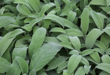 adaçayı büyük yeşil yaprakları. Adaçayı bir aromatik bitki fl için ideal olduğunu