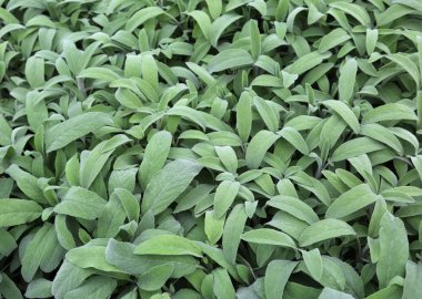 adaçayı bakkal mağaza satış için. Adaçayı bir tuzlu olduğunu onu mükemmel