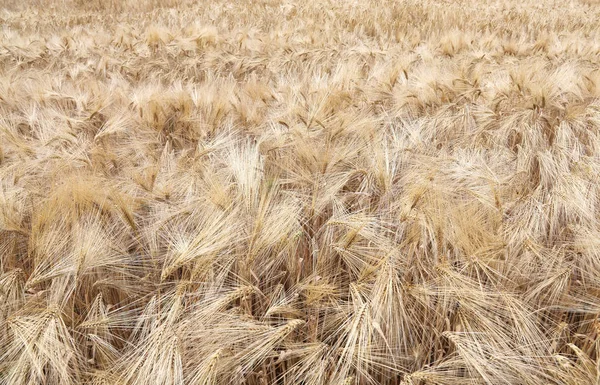 Background of ripe wheat ears in the cultivated field — Stock Photo, Image