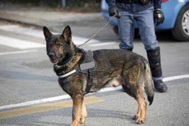 Polis ve polis memuru üniforma du içinde köpek köpek ünite