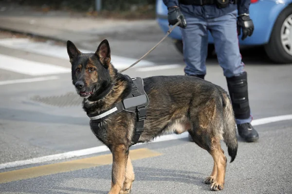 Dog Canine Unit of the police and a police officer in uniform du — Stock Photo, Image