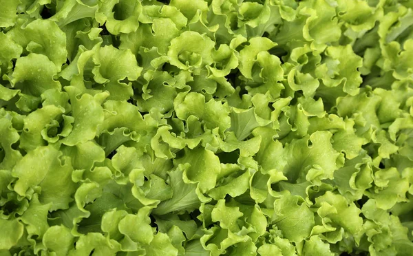 Gröna blad av anbud färsk sallat till försäljning på gården att pr — Stockfoto