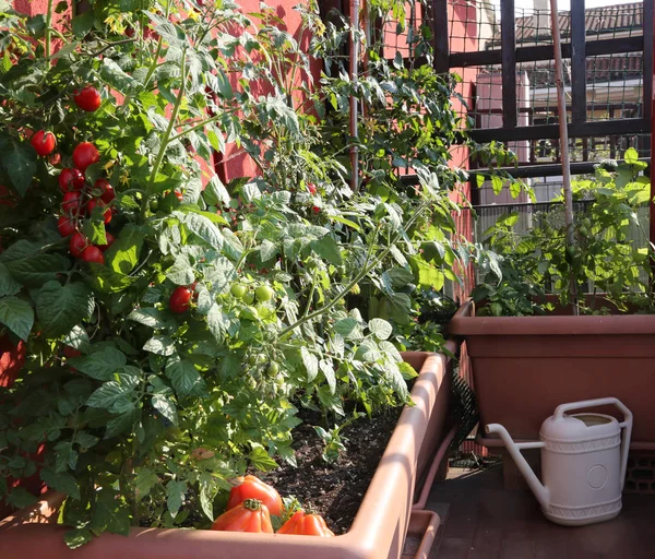 Cultivo de tomate en los jarrones de un jardín urbano en el terrac —  Fotos de Stock