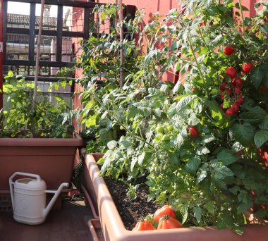Vazo terrac üzerinde kentsel bir bahçenin içinde domates yetiştirme