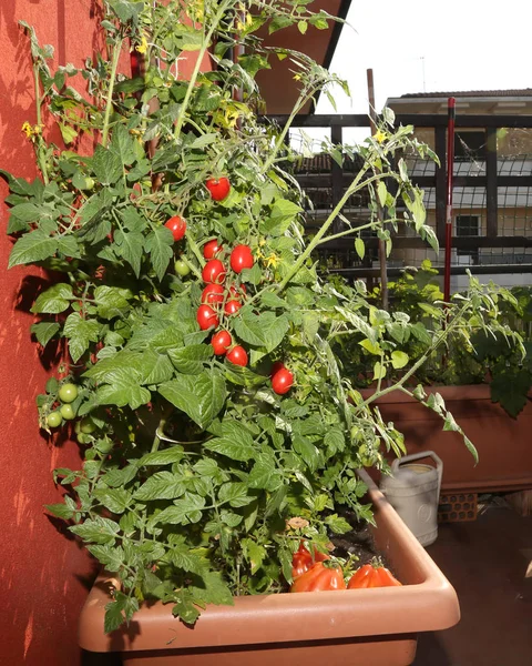 Pěstování rajčat v vázy městské zahrady — Stock fotografie