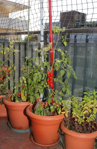 Cultivo de tomate en los jarrones de un jardín urbano —  Fotos de Stock