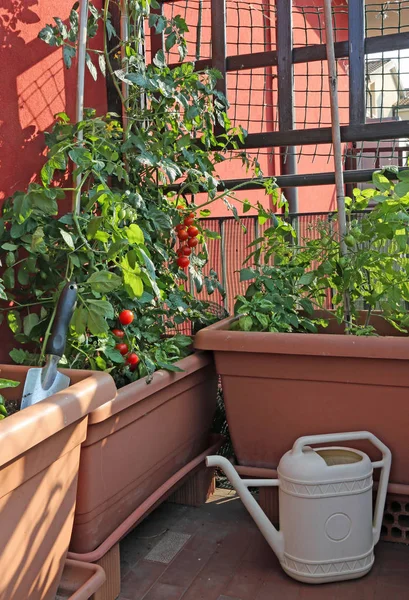 Cultivo de tomates nos vasos de um jardim urbano — Fotografia de Stock