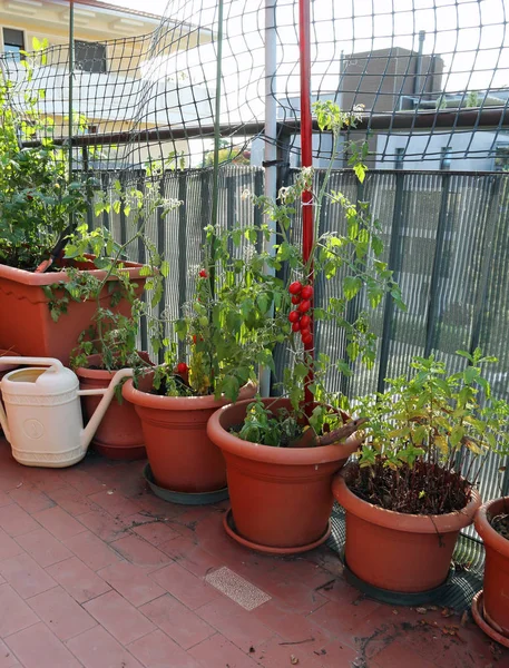 Cultivo de tomate en los jarrones de un jardín urbano —  Fotos de Stock