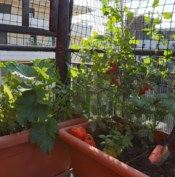 Vazo kentsel bir bahçenin içinde domates yetiştirme — Stok fotoğraf