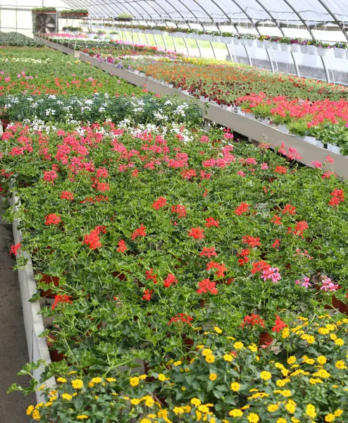 大きな温室内販売のゼラニウムの花瓶 — ストック写真