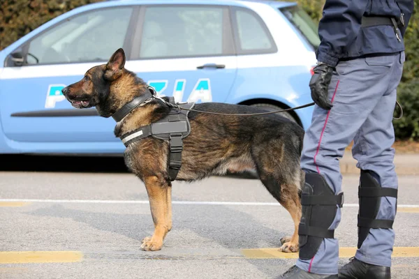 Psovodů Italská policie pro detekci výbušnin — Stock fotografie