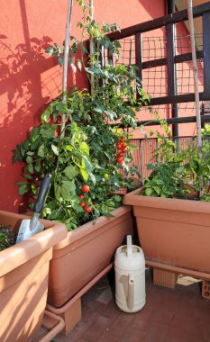 Vazo kentsel bir bahçenin içinde domates yetiştirme