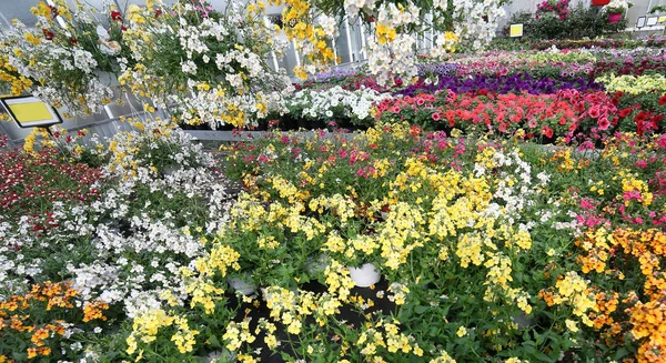 Grande serra con bellissimi fiori e piante in vendita in t — Foto Stock