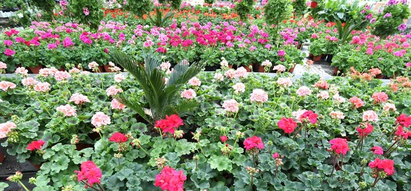 Röda pelargoner säljes i växthus på våren — Stockfoto