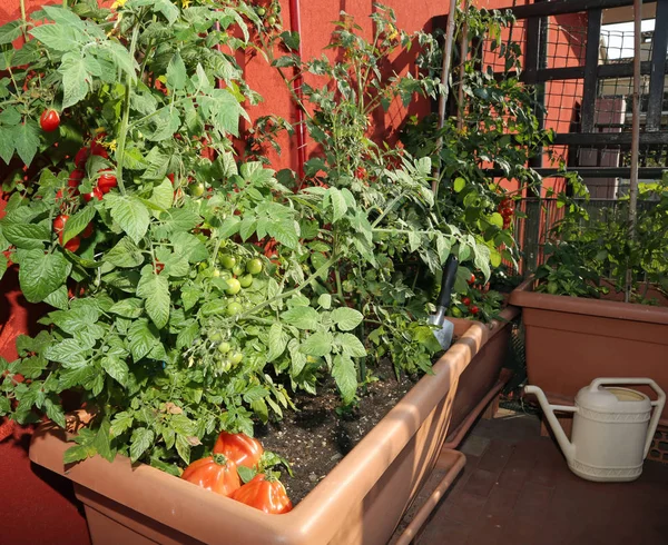 Uprawa pomidorów w wazonach miejskim ogrodzie — Zdjęcie stockowe