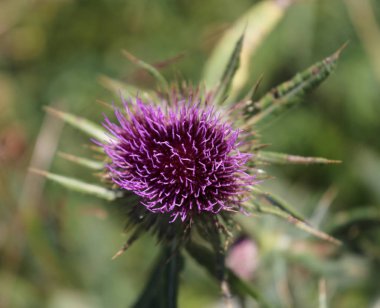 büyük histle çiçek çayırda