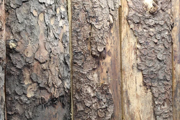 El fondo de la corteza seca de árbol en invierno — Foto de Stock