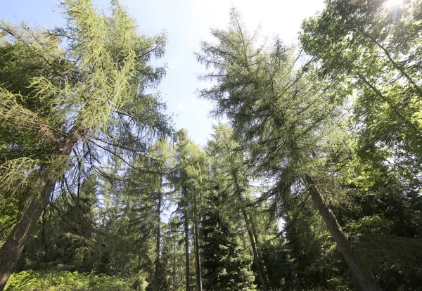针叶林中的高大树木 — 图库照片