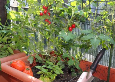 Vazo kentsel bir bahçenin içinde domates yetiştirme