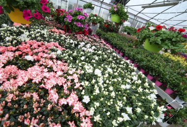 güzel çiçekler ve bitkiler satılık t ile büyük sera