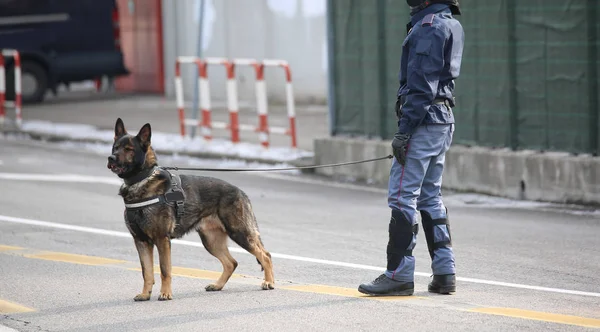 Pes psovodů policie během inspekce v oblasti — Stock fotografie