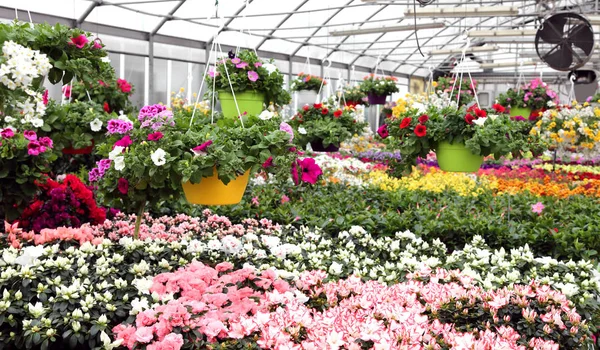 Grande serra con bellissimi fiori e piante in vendita in t — Foto Stock