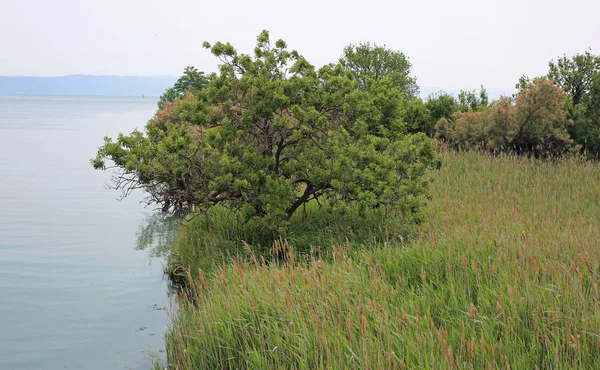 意大利河 Isonzo 的嘴是蝙蝠的场景 — 图库照片