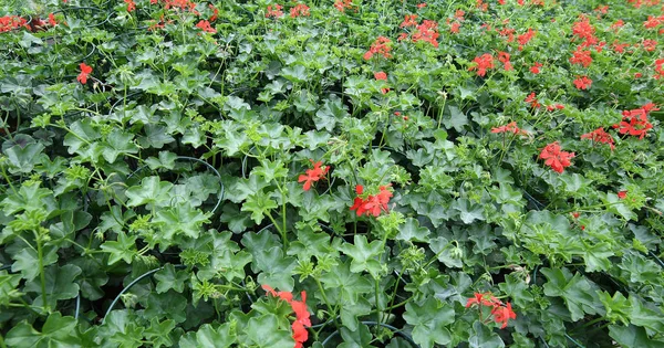 Red geraniums for sale in greenhouse in spring — Stock Photo, Image