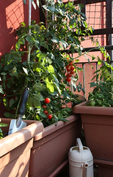 Cultivo de tomates en los jarrones de un jardín urbano — Foto de Stock