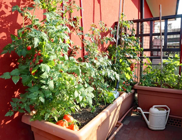 Cultivo de tomate nos vasos de um jardim urbano — Fotografia de Stock